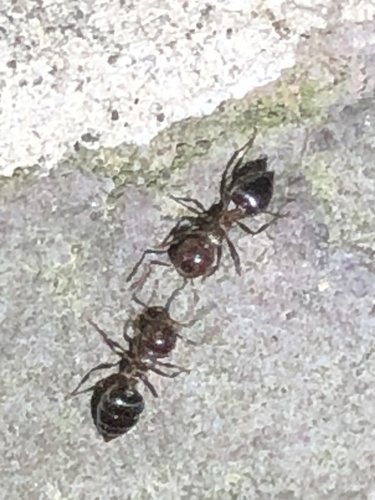 Cherry Acrobat Ant photo 3