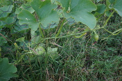 Cucurbita