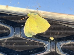 Colias alexandra