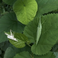 Atractomorpha lata