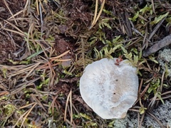 Hydnellum peckii