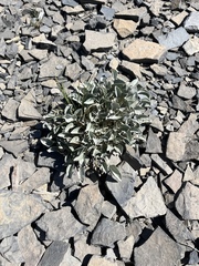 Enceliopsis nudicaulis