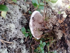 Hydnellum peckii