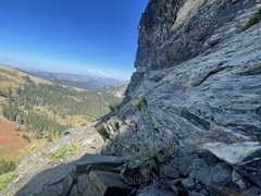 Chaenactis suffrutescens