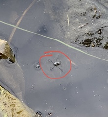 Neogerris hesione