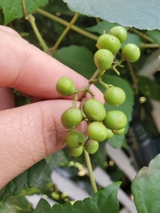 Ampelopsis