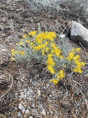 Tetradymia canescens