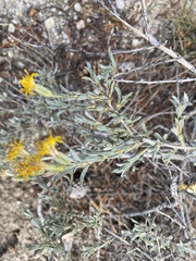 Tetradymia canescens