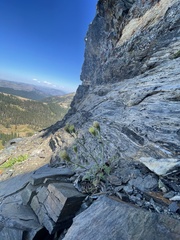 Chaenactis suffrutescens