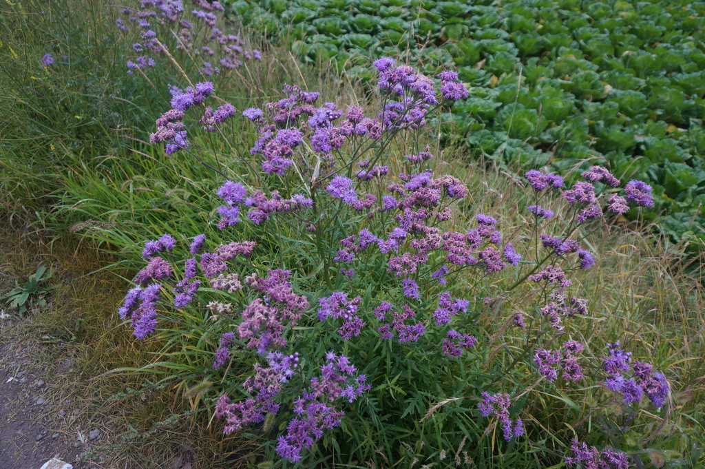 Saussurea japonica