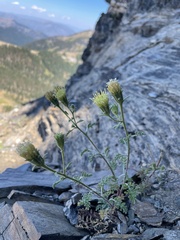 Chaenactis suffrutescens