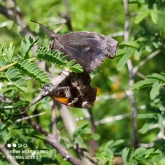 Libytheana carinenta mexicana
