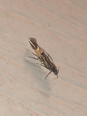 Cosmopterix