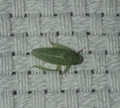 Gyponana octolineata