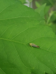 Graphocephala