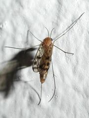 Keroplatidae