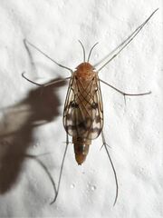 Keroplatidae