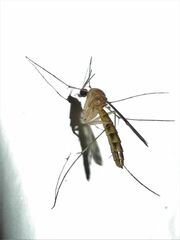 Keroplatidae