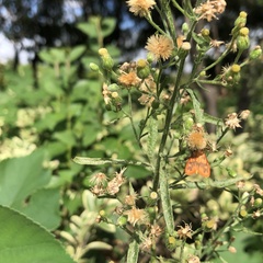 Stigmatophora rhodophila