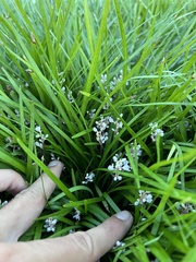 Liriope spicata