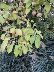 Prunus americana