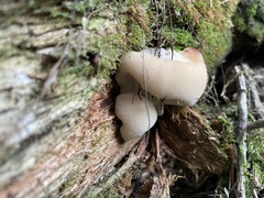 Climacocystis borealis