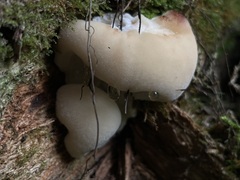 Climacocystis borealis