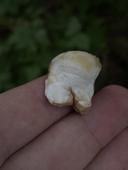 Climacocystis borealis