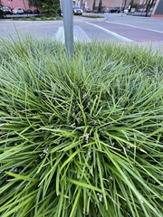 Liriope spicata