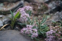 Hylotelephium tatarinowii