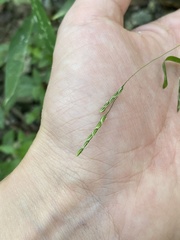 Leersia