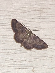 Idaea demissaria