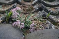 Hylotelephium tatarinowii