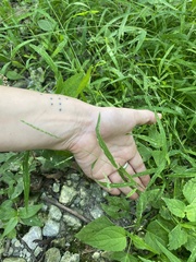 Leersia