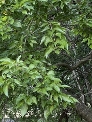 Maclura pomifera