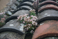 Hylotelephium tatarinowii