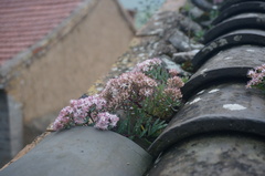 Hylotelephium tatarinowii