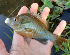 Lepomis auritus