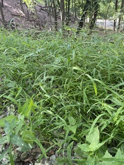 Leersia