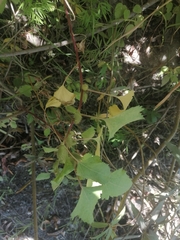 Xanthium orientale