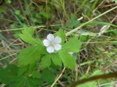 Geranium thunbergii