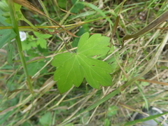 Geranium thunbergii