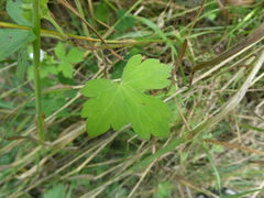 Geranium thunbergii