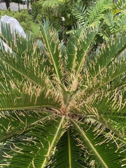 Cycas