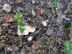 Hydnellum peckii