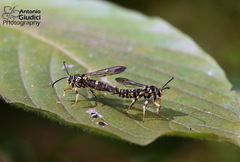 Sesiidae