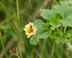 Chauliognathus scutellaris