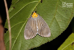 Neochera dominia