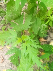 Urtica cannabina