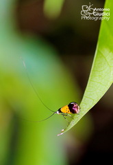 Nemophora aurisparsella